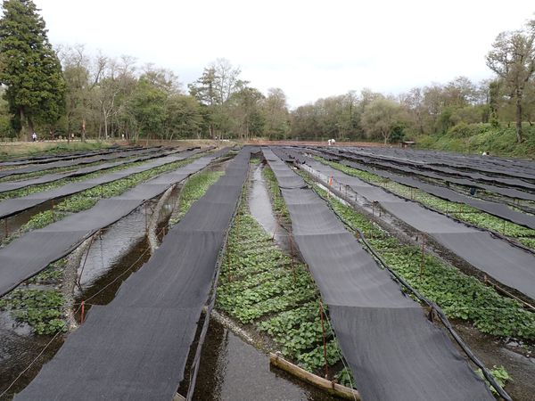 WB016: Daio Wasabi Farm