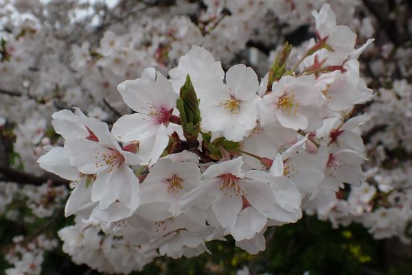 WB039: Enjoying a peaceful Hanami