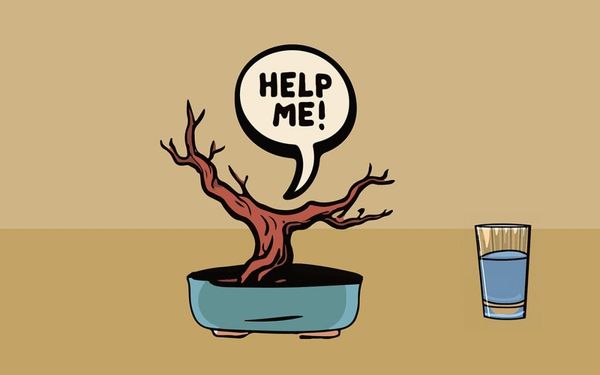 WB049: Will my bonsai survive summer?