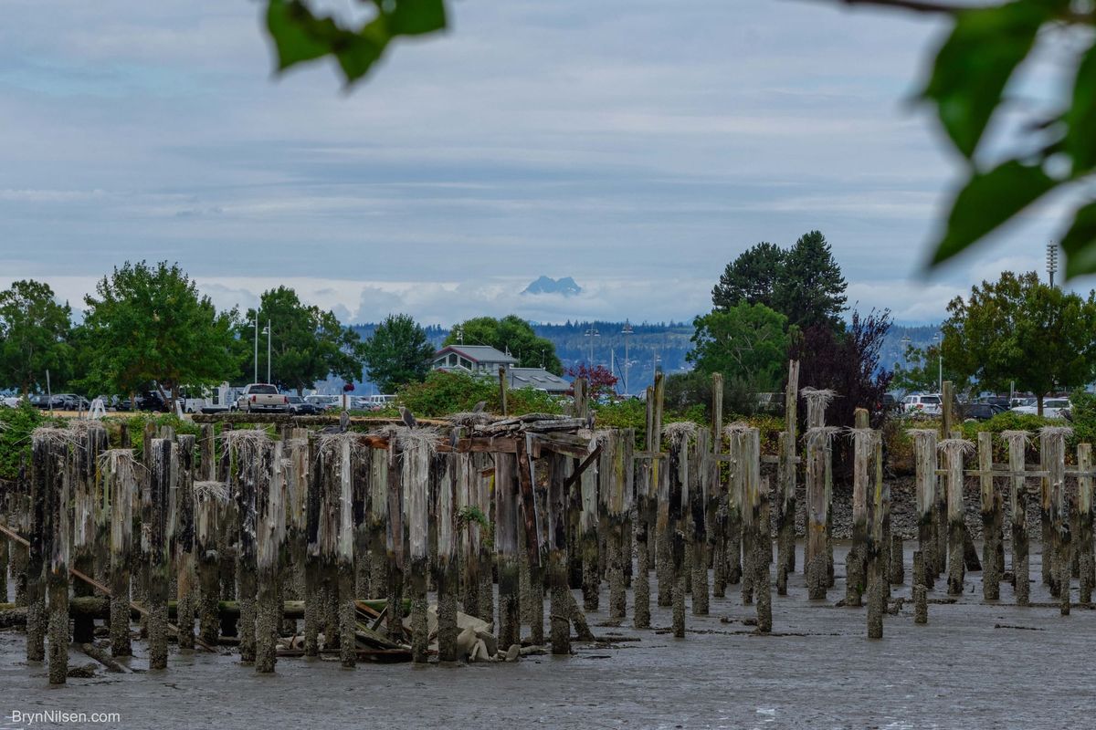 Heron Roost at The Port of Everett