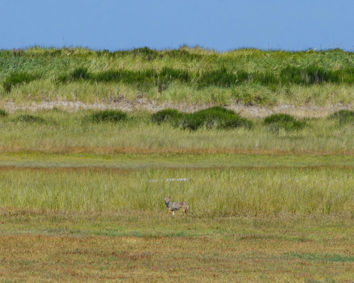Creatures of the Coast