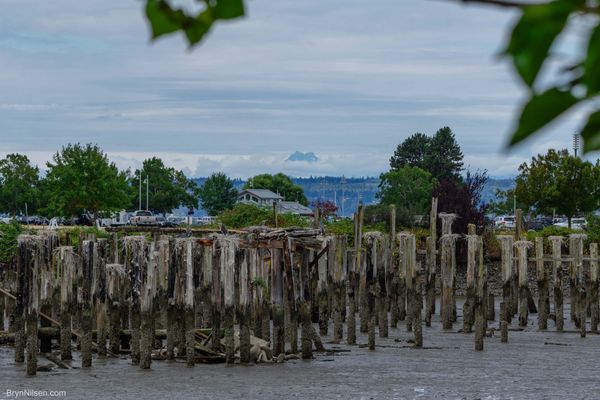 Heron Roost at The Port of Everett