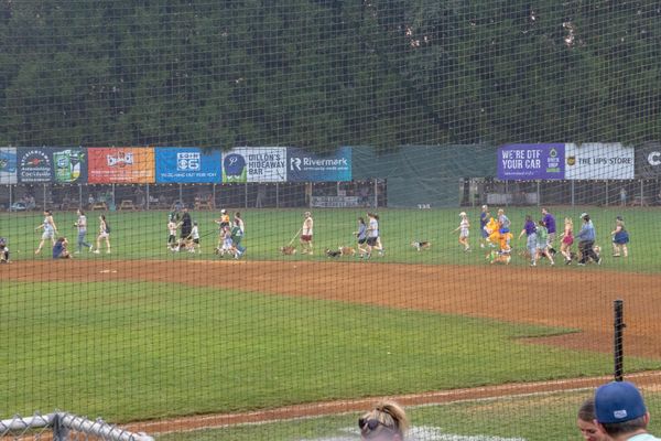 Corgi Night at the Portland Pickles!