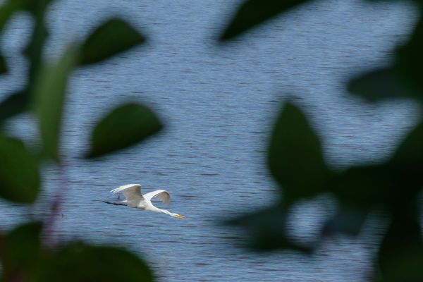 Oaks Bottom Wildlife Refuge