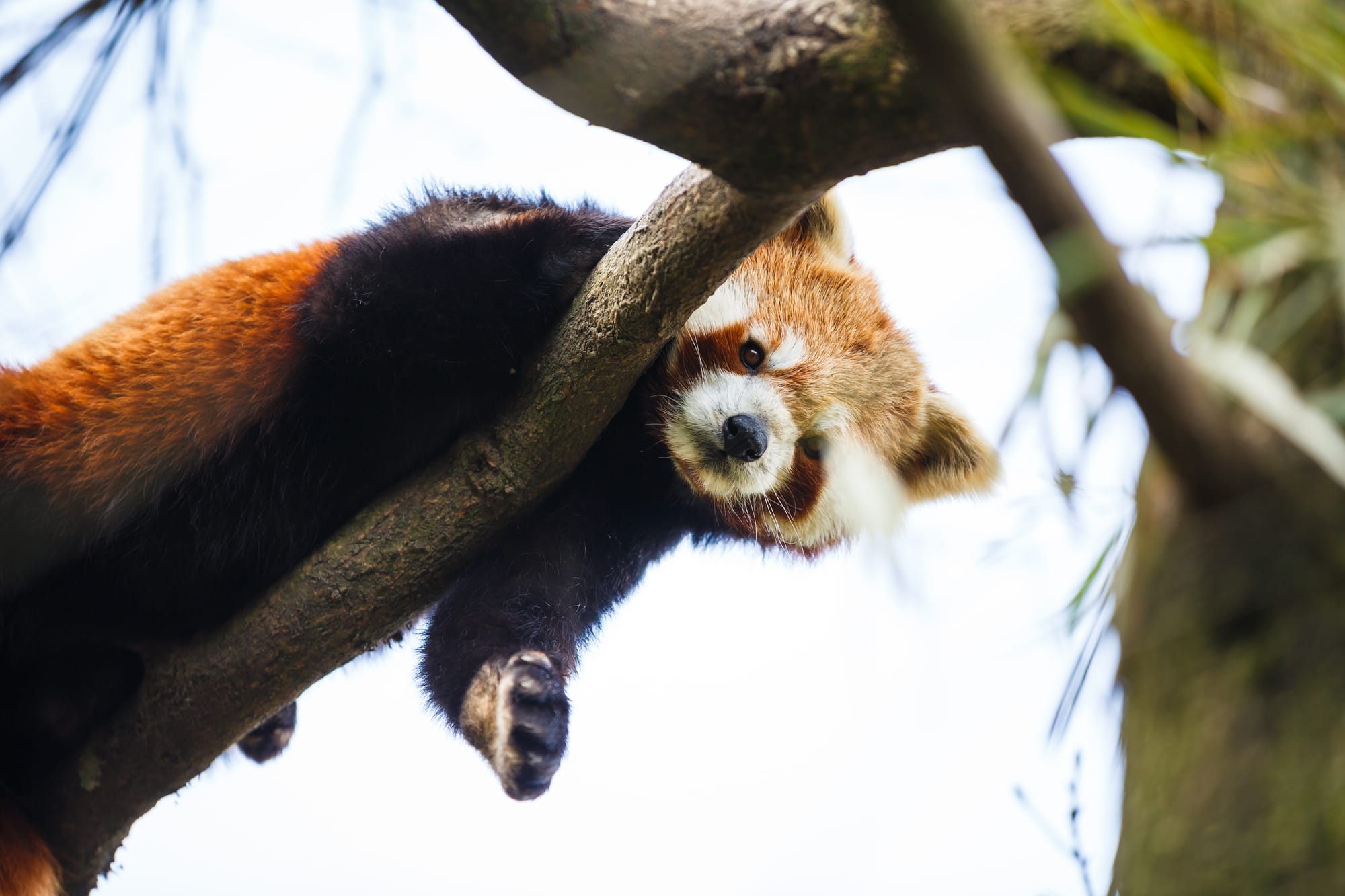 Beauty and the Beasties: Valentines Evening at the Zoo