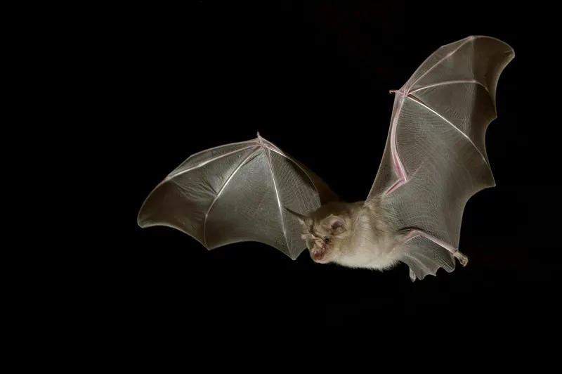 Fyling bat cover image