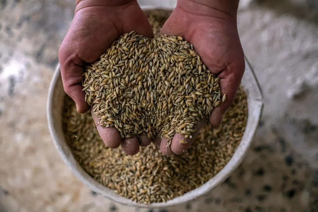 Hands holding Grain