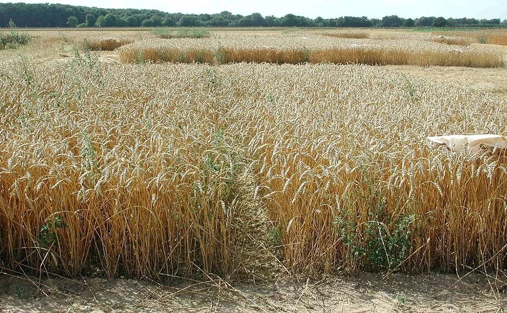 SuSanA Secretariat, CC BY 2.0 <https://creativecommons.org/licenses/by/2.0>, via Wikimedia Commons