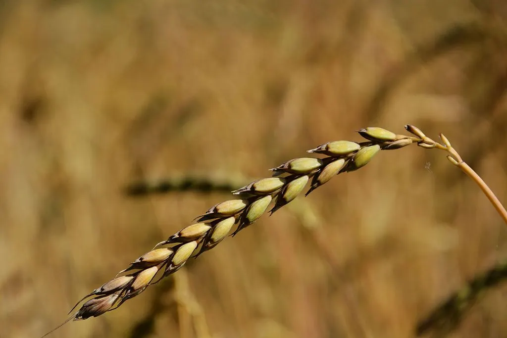 unbekannt270, CC BY-SA 4.0 <https://creativecommons.org/licenses/by-sa/4.0>, via Wikimedia Commons