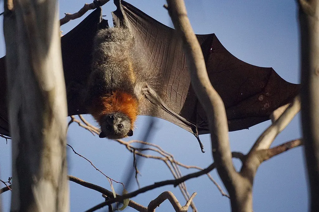 Fruit Bat (Flying Fox) which carries the Marburg Virus