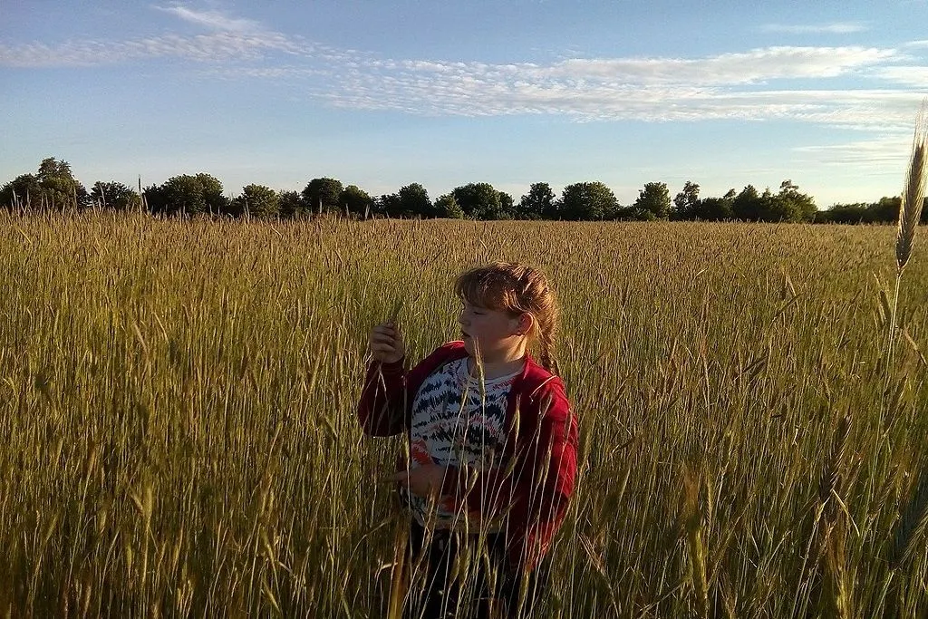 Ukrainian girl in field of grain Директор.усок, CC BY 4.0 <https://creativecommons.org/licenses/by/4.0>, 