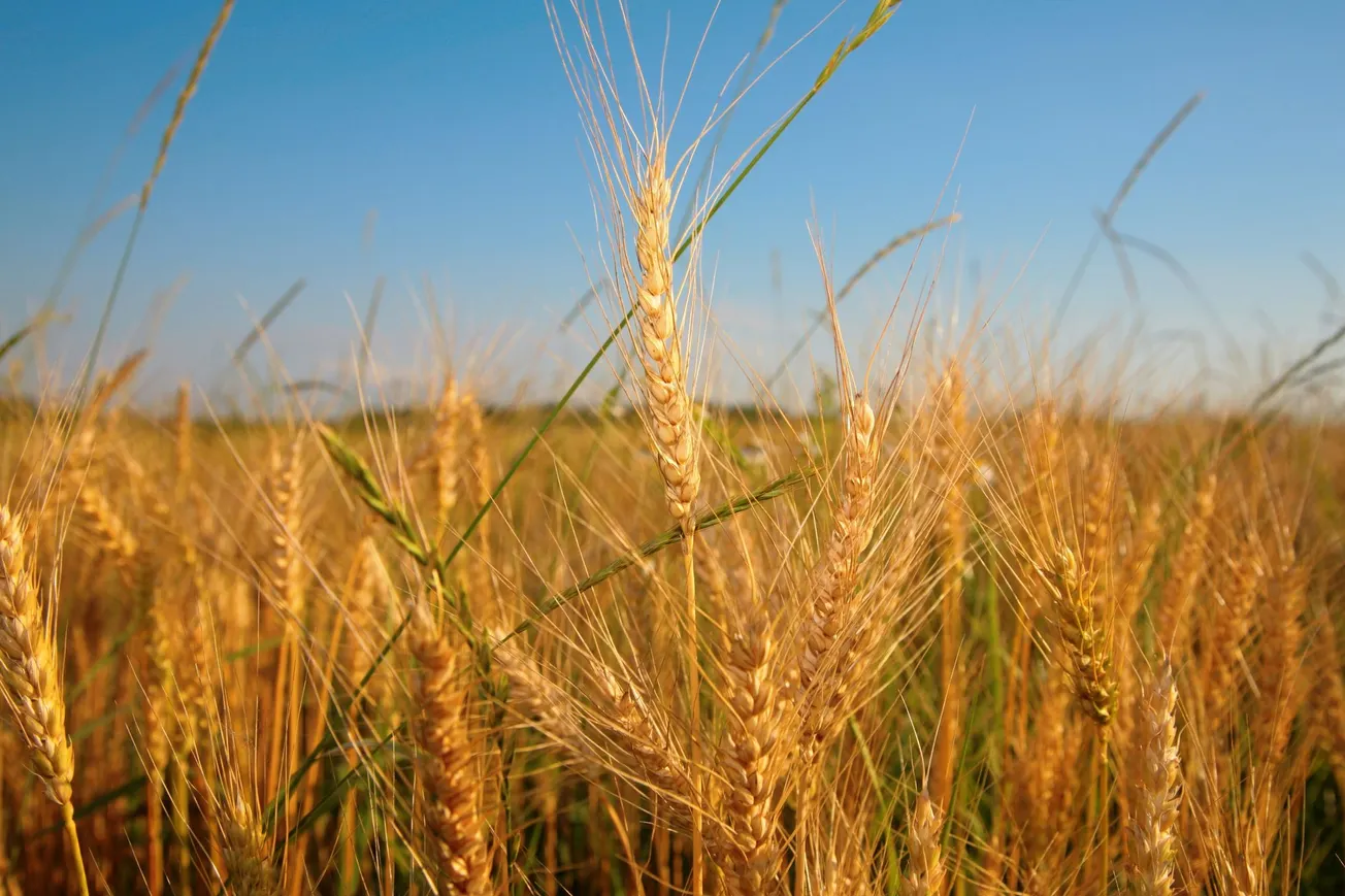 Wheat Rises On Concern Over Russian Crops
