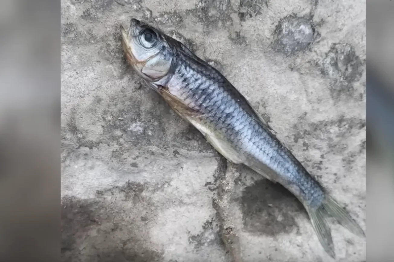 J.D. Vance Tests Water in Ohio Creek Bed to Show Rise of Toxic Chemicals