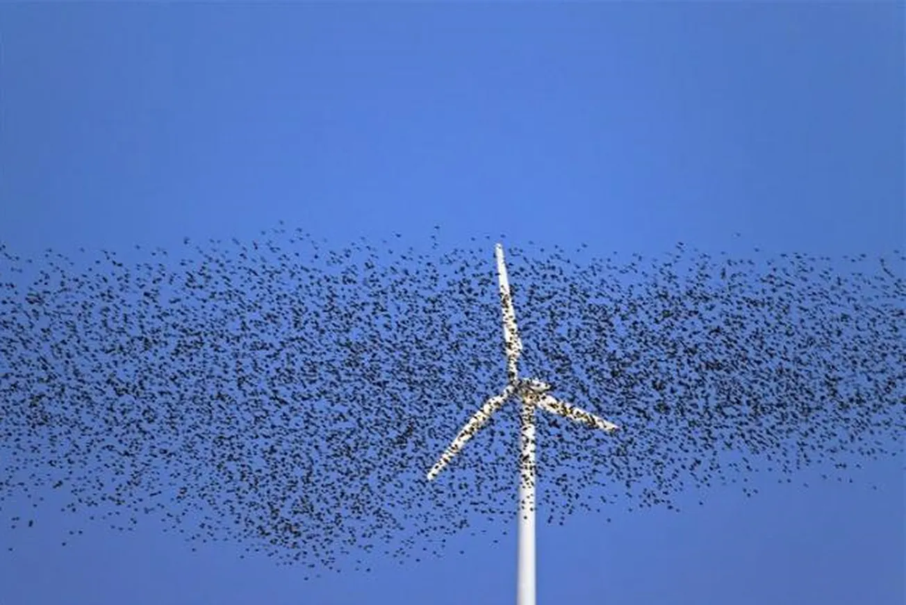 How Much Wind Killing Do We Want?