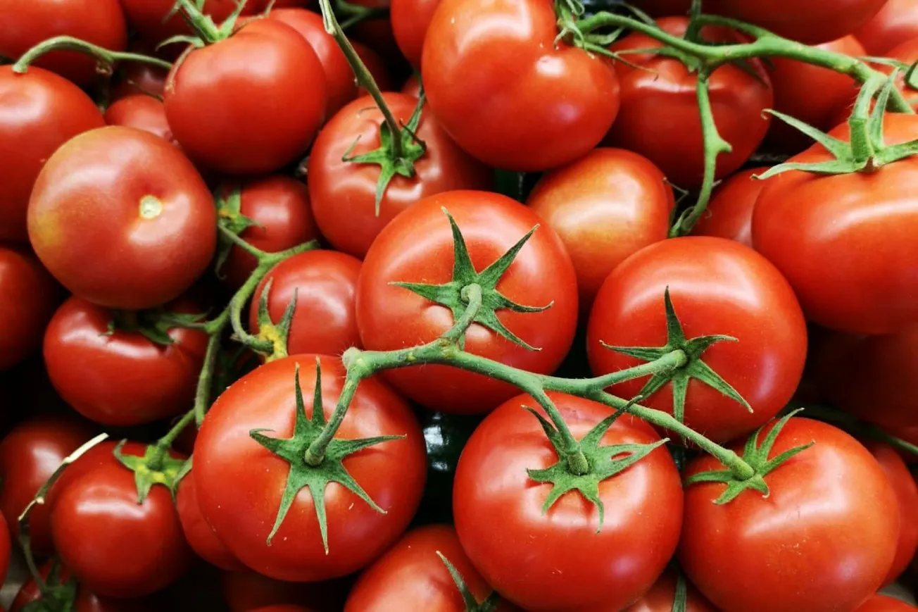 When Tomatoes Became Veggies: 19th-Century SCOTUS Tariff Ruling Hints At The Questions The Court May Soon Face