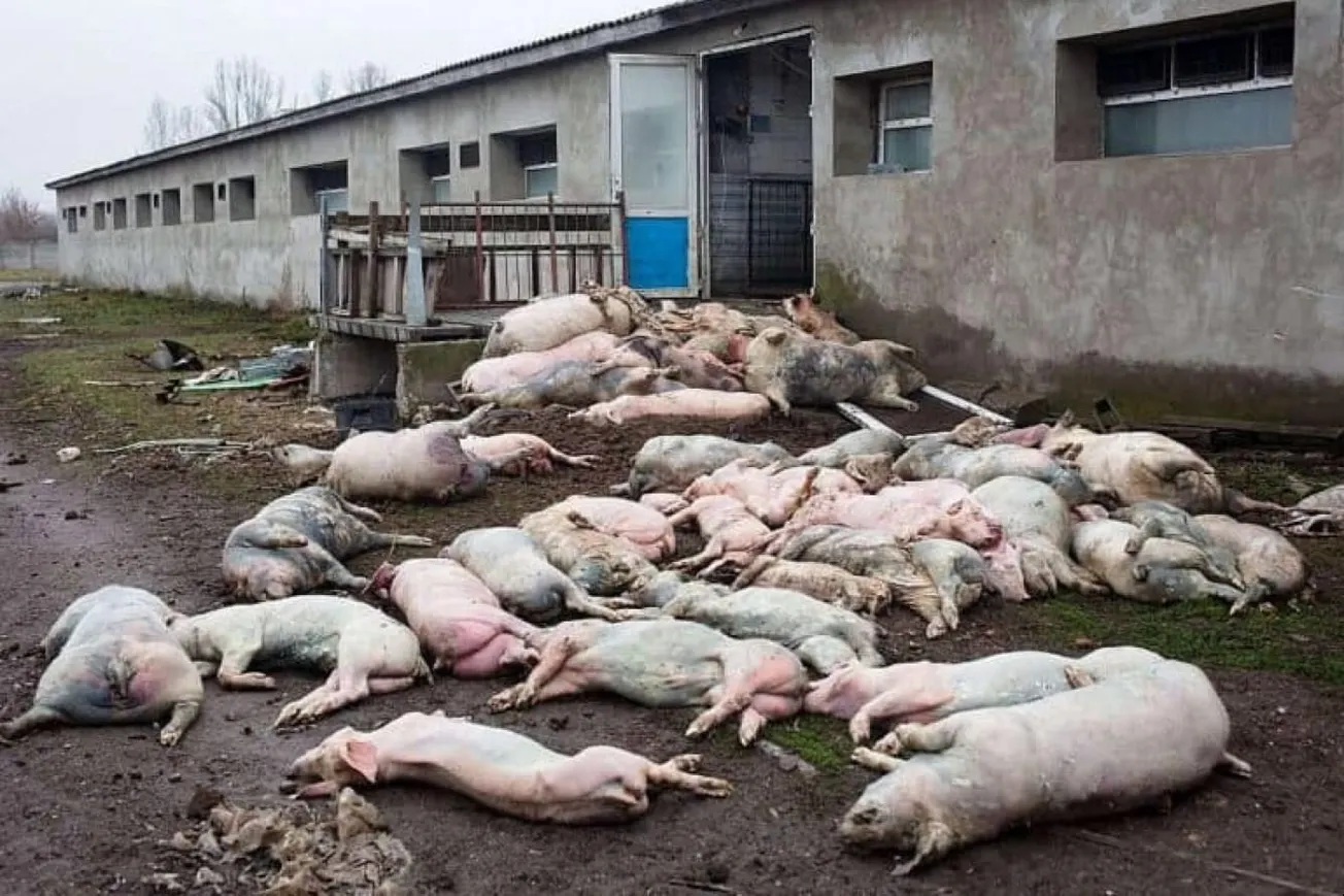 Russian Drone Strike Kills 13,000 Pigs In Ukraine