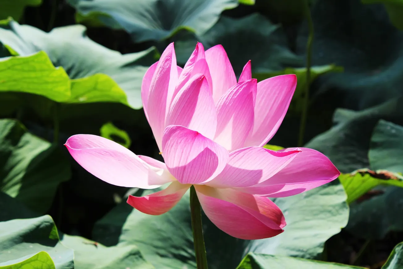 The Lotus Transformation