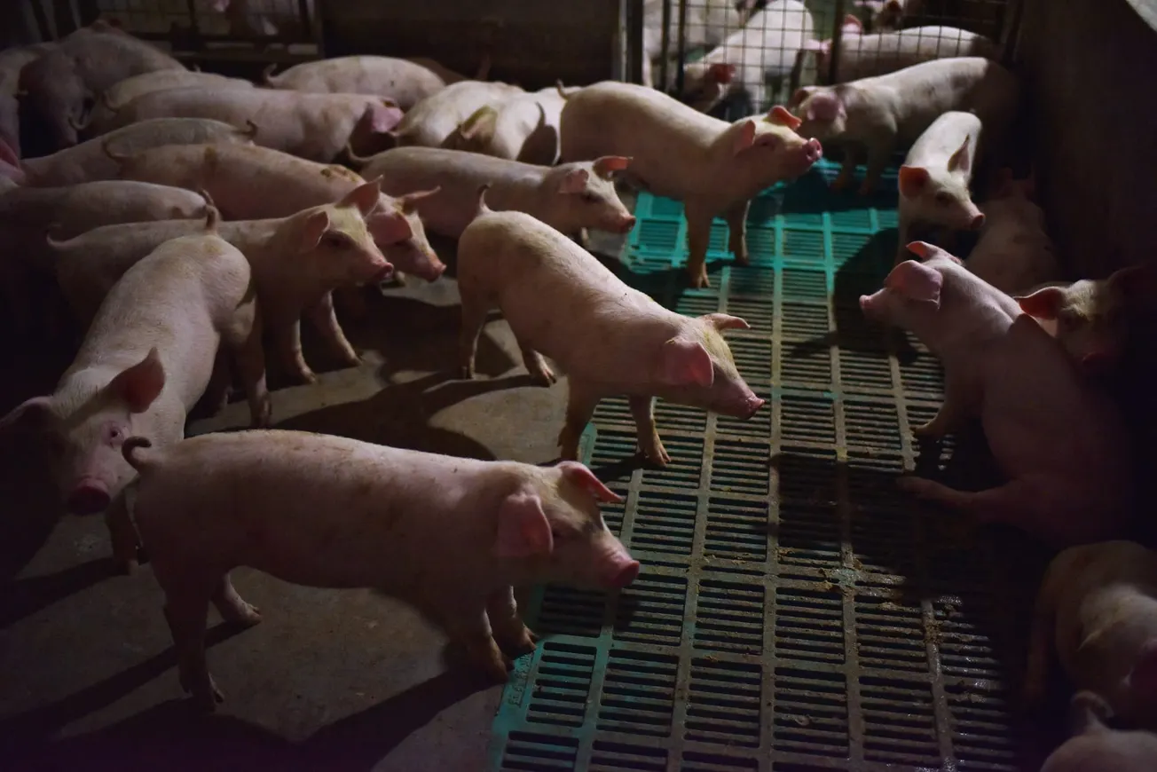 The Pig Doesn't Lie