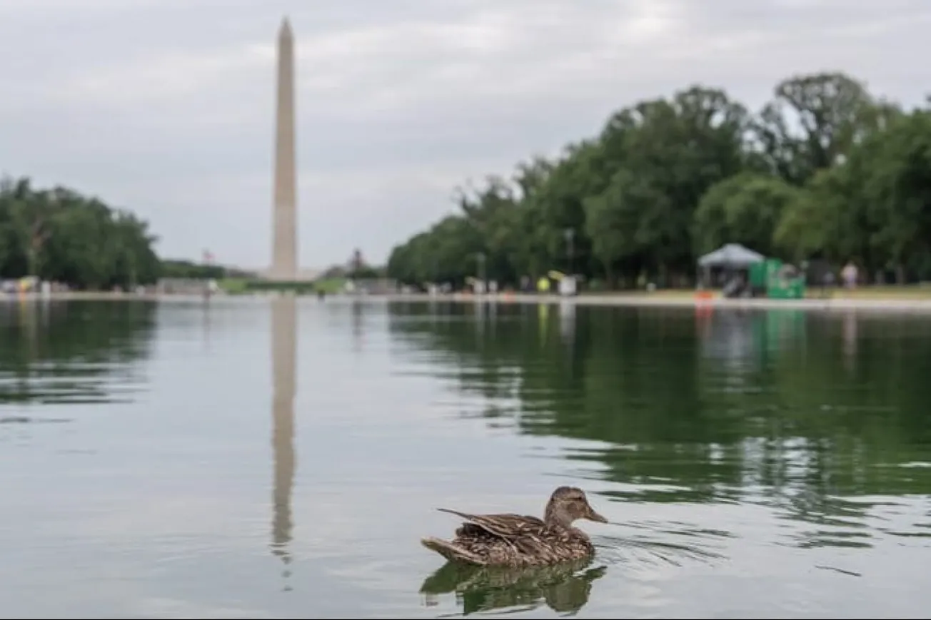 Dead Duckling Found In Lincoln Memorial Reflecting Pool