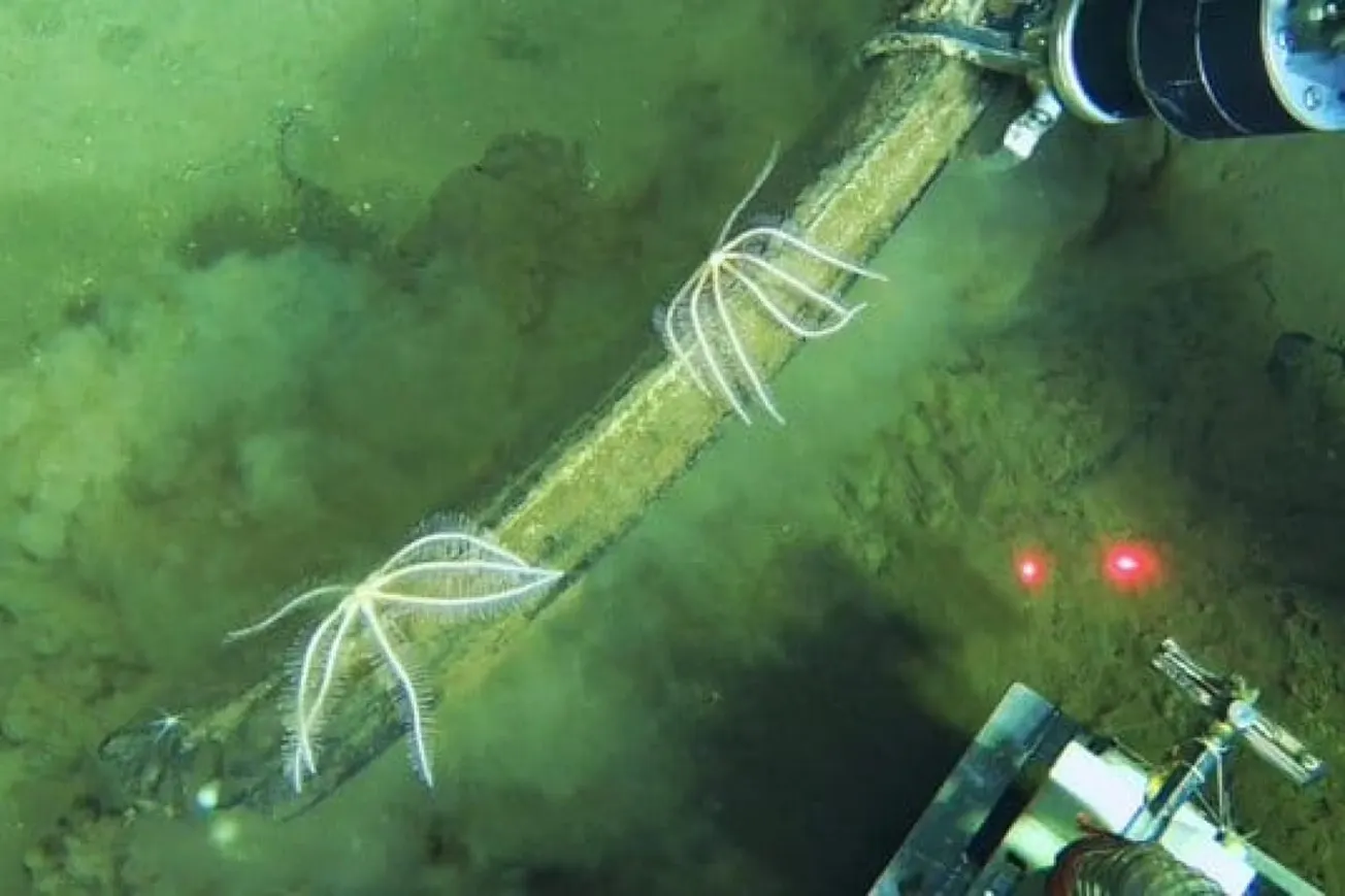 Scientists Discover World’s Largest Whale Graveyard In Deep Ocean