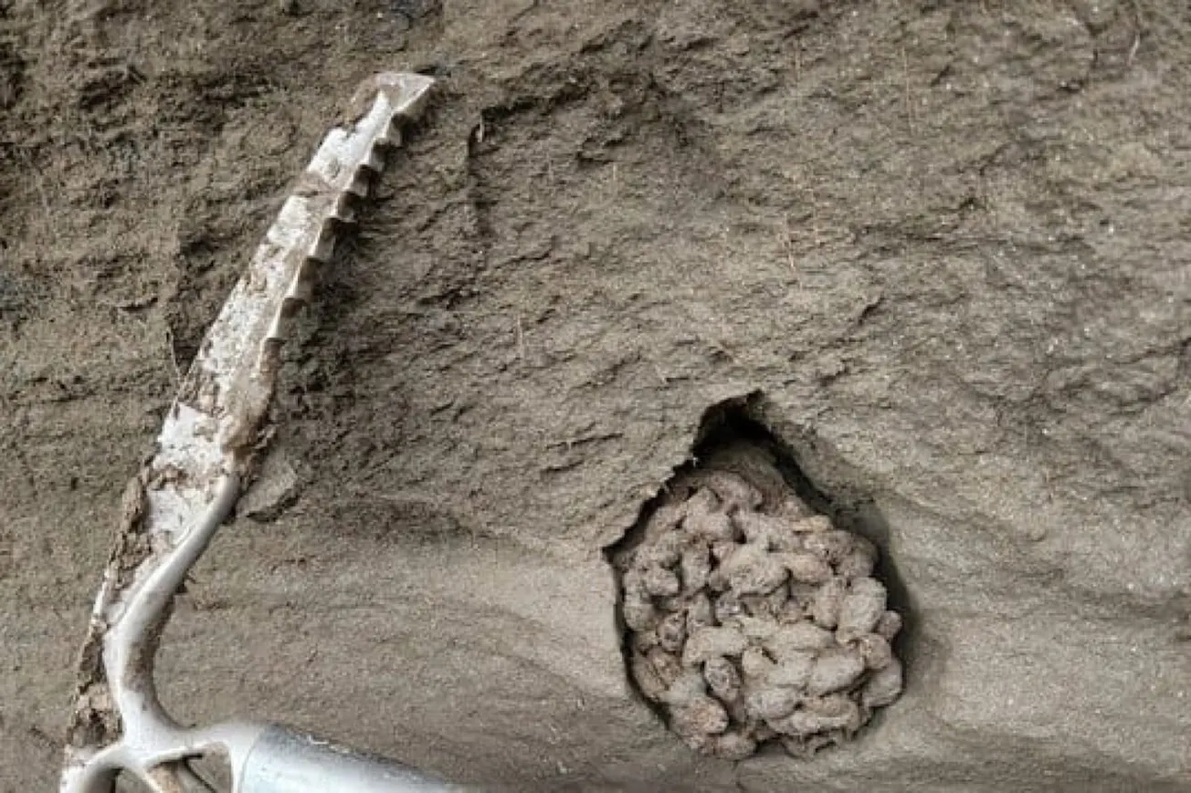Ancient Mammoth DNA Discovered In 700,000-Year-Old Squirrel Droppings