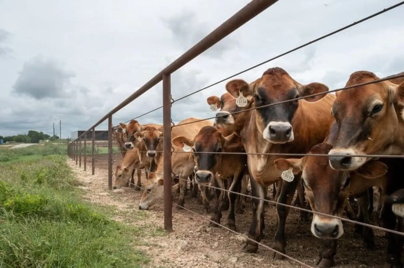 New Screwworm Cases Raise Concerns In Texas And New Mexico