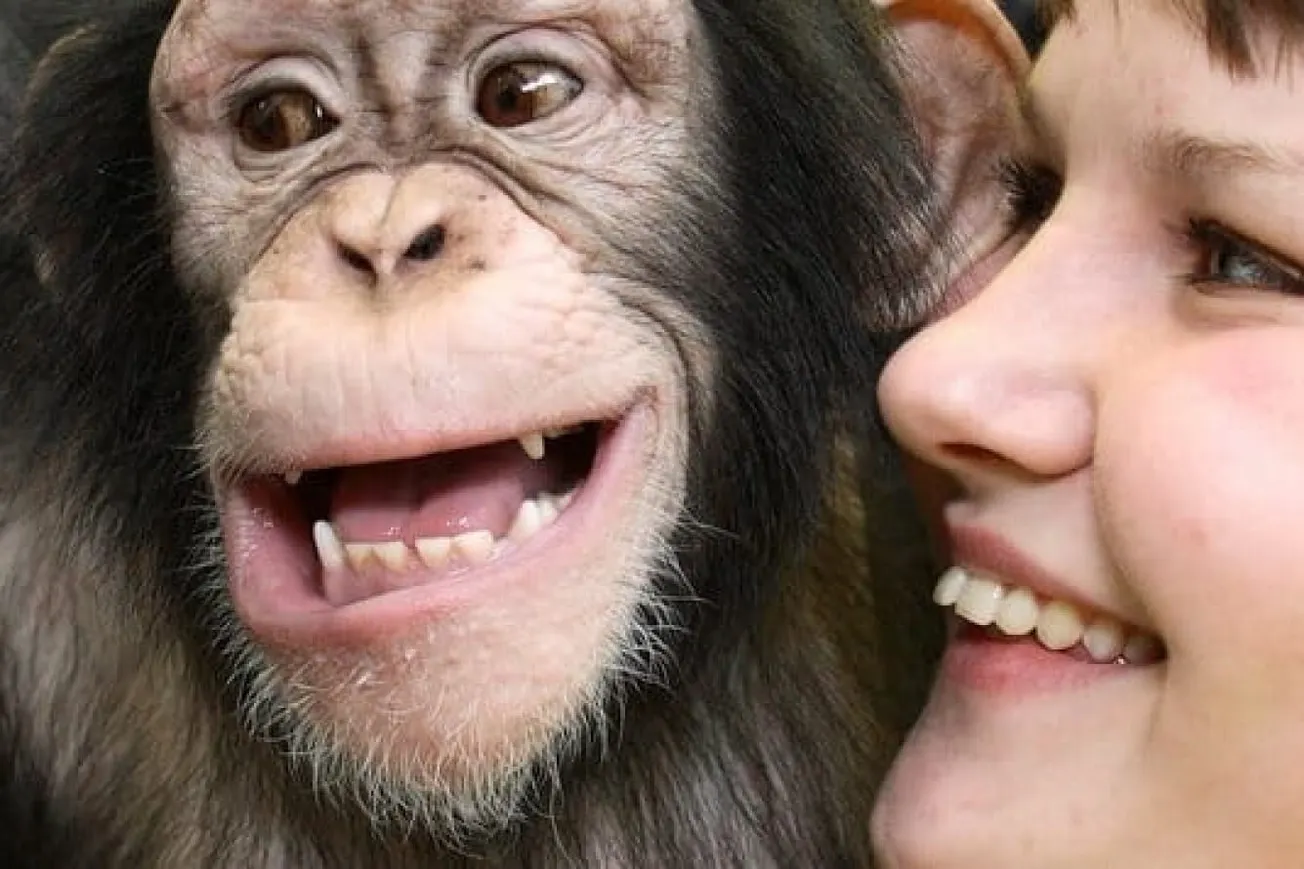 How Are Human And Great Ape Laughter Connected?