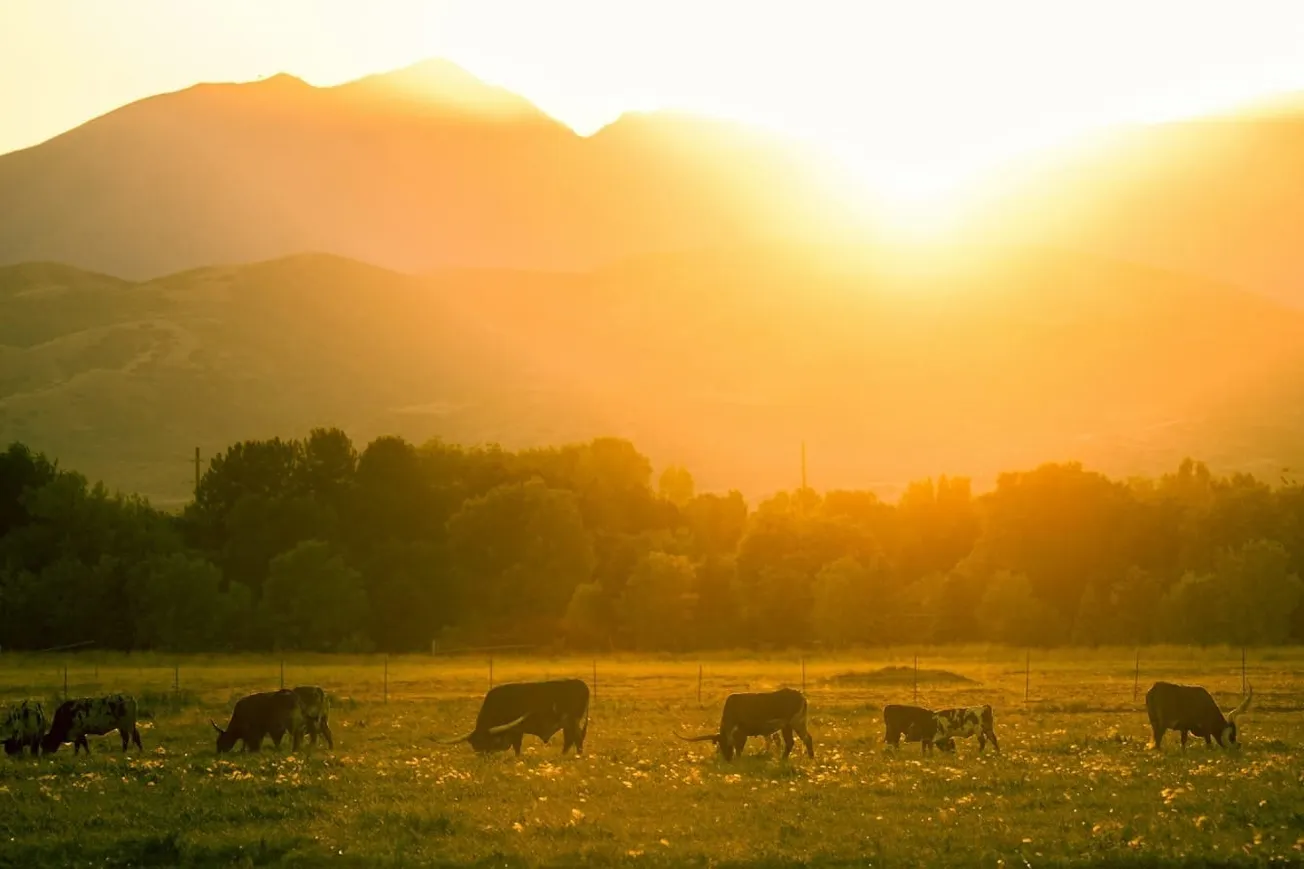 America Is ‘LOSING The Ability To Feed Itself’: Senator Proposes Tariff Bill To Save US Agriculture