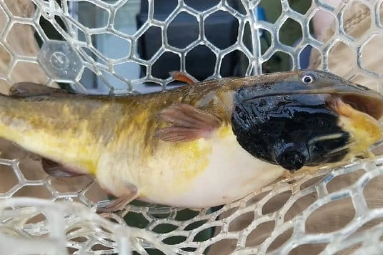 Scientists Discover First Transmissible Cancer In Freshwater Fish