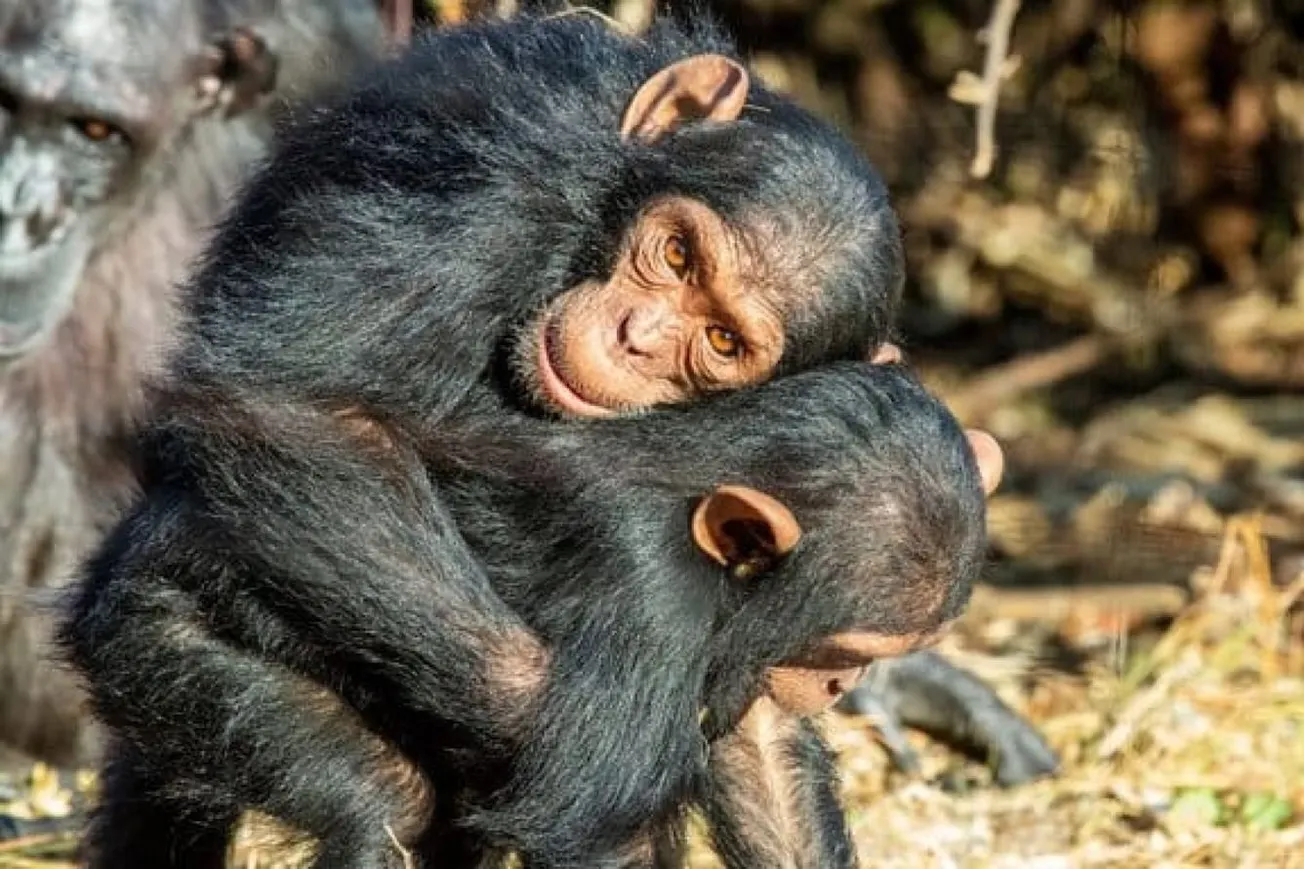 Researchers Discover Social Bonding Role Of Touch In Great Apes