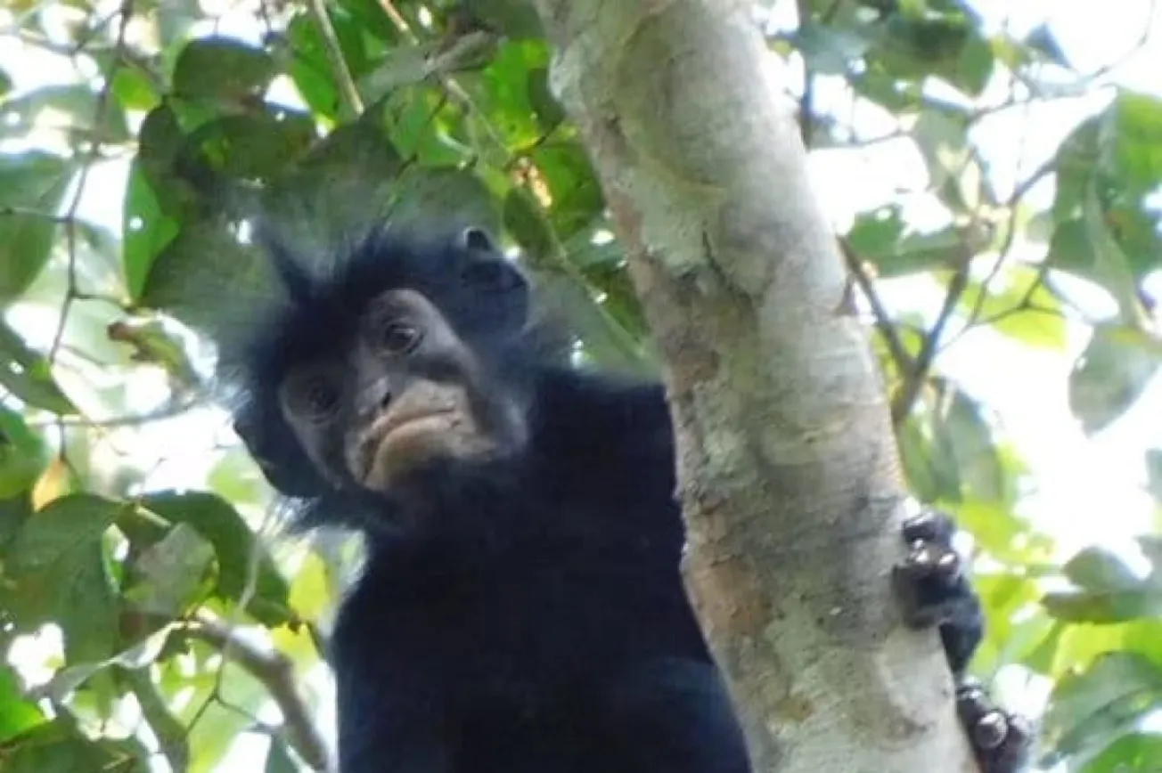 Scientists Confirm New Monkey Species In DR Congo