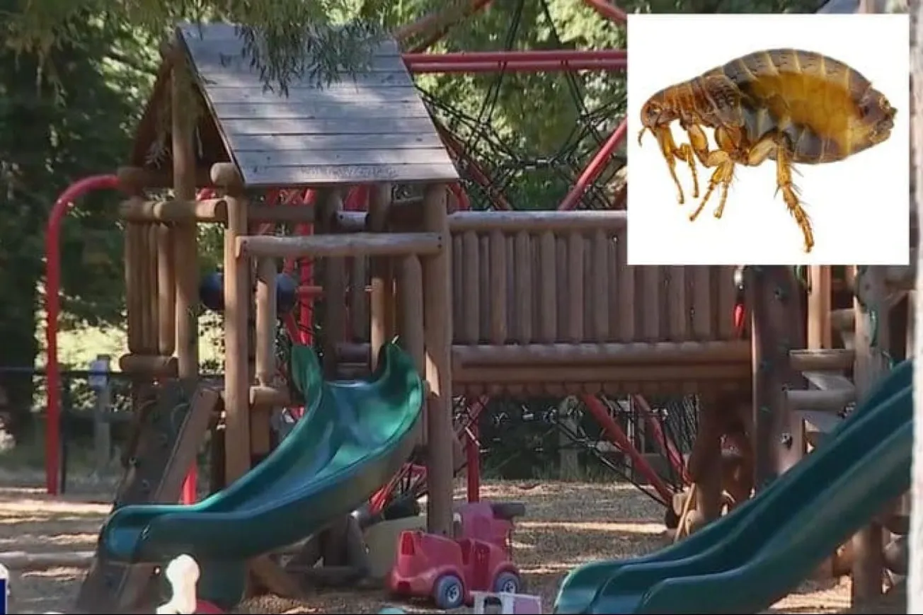 What Caused The Flea Infestation At Fairfax Playground