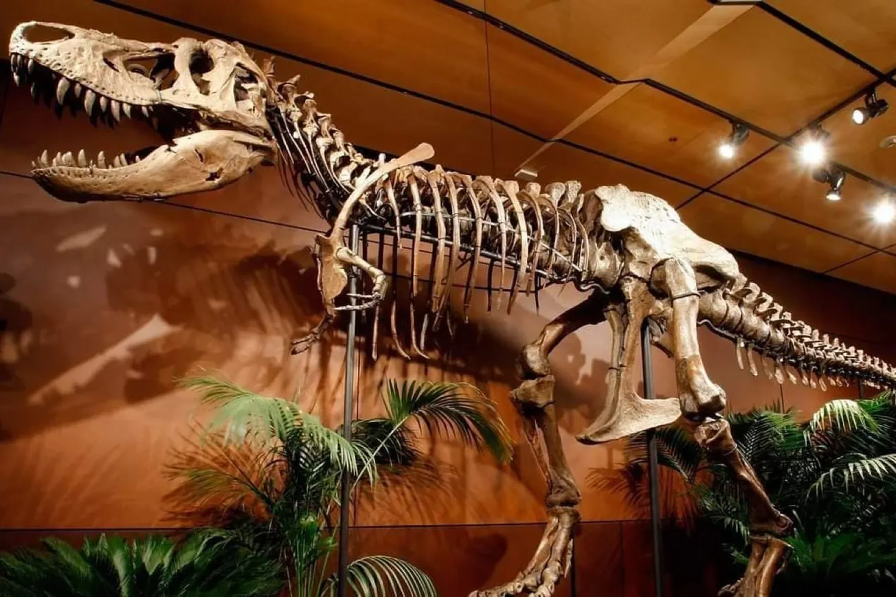 $50M: T.Rex Skeleton Becomes Most Expensive Fossil Ever Auctioned