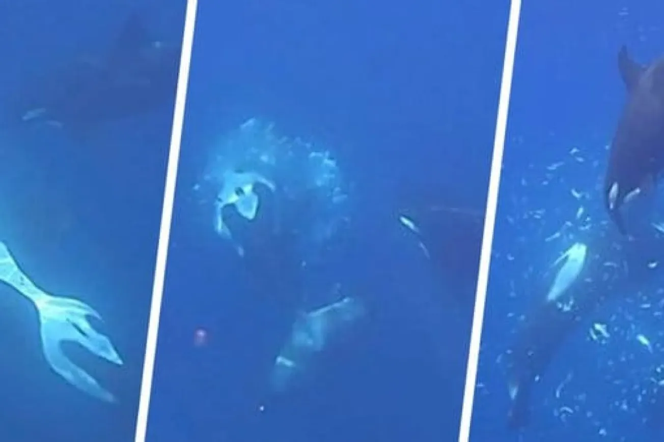 Orcas Found Smashing Giant Sunfish Into Pieces To Feed