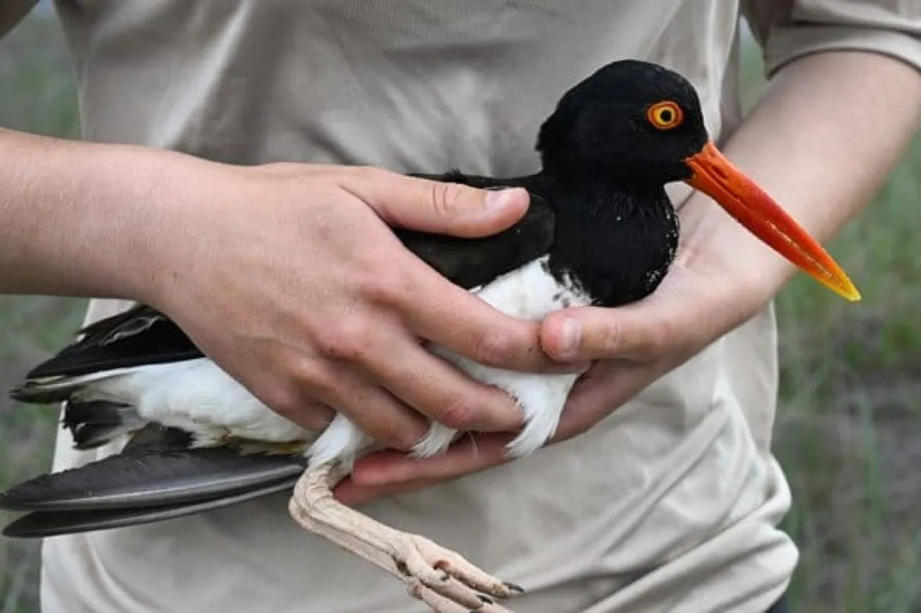 Conservation Efforts Drive Oystercatcher Population Recovery