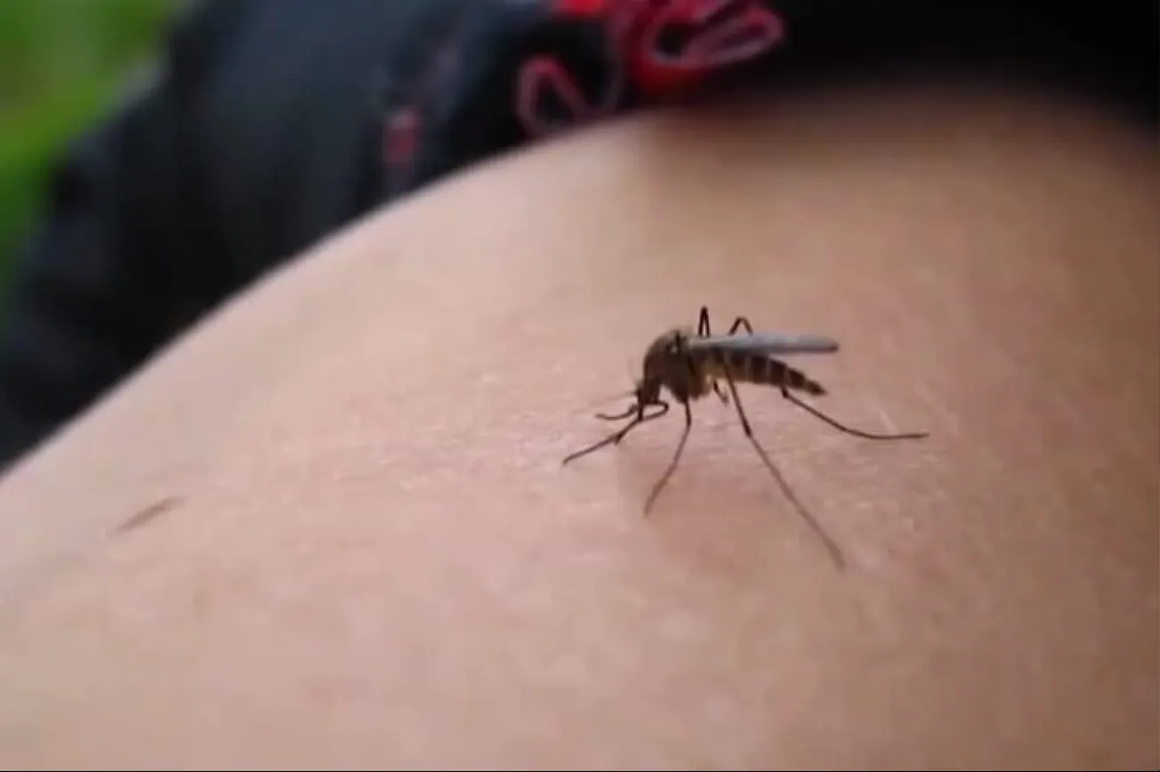 CDC Warns of Early Surge In West Nile Virus Cases