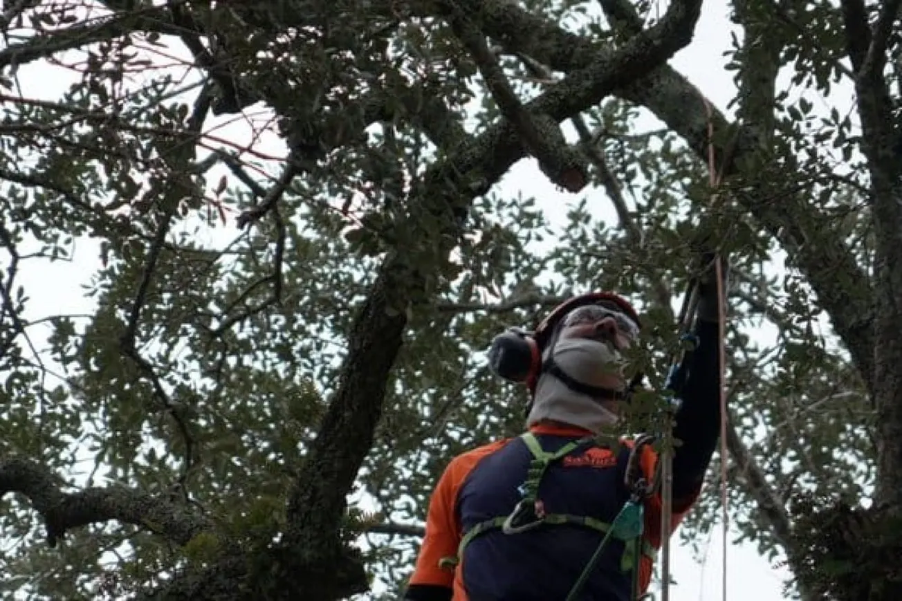 South Carolina Experts Work To Rescue 245-Year-Old Battlefield Oak
