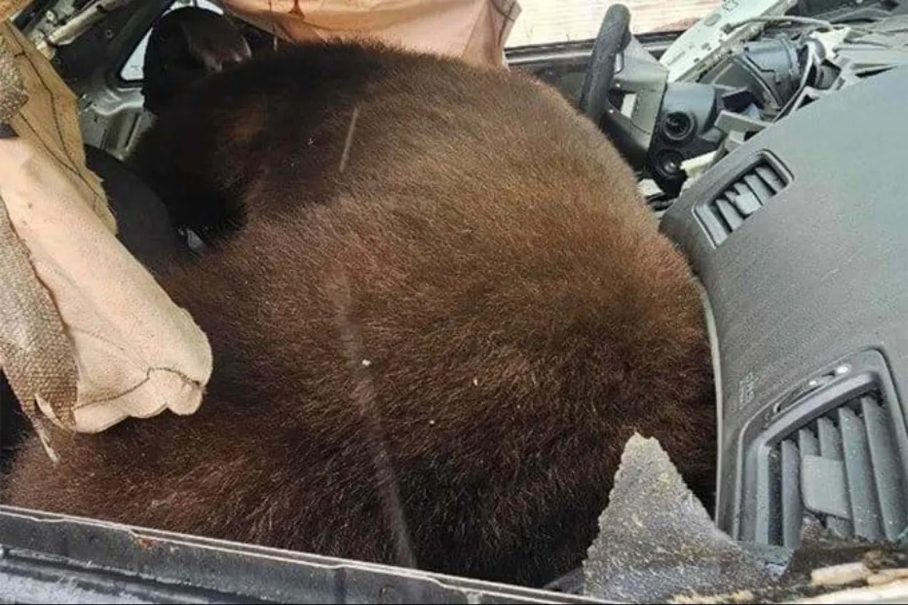 Black Bear Dies In Hot Car After Becoming Trapped In Colorado