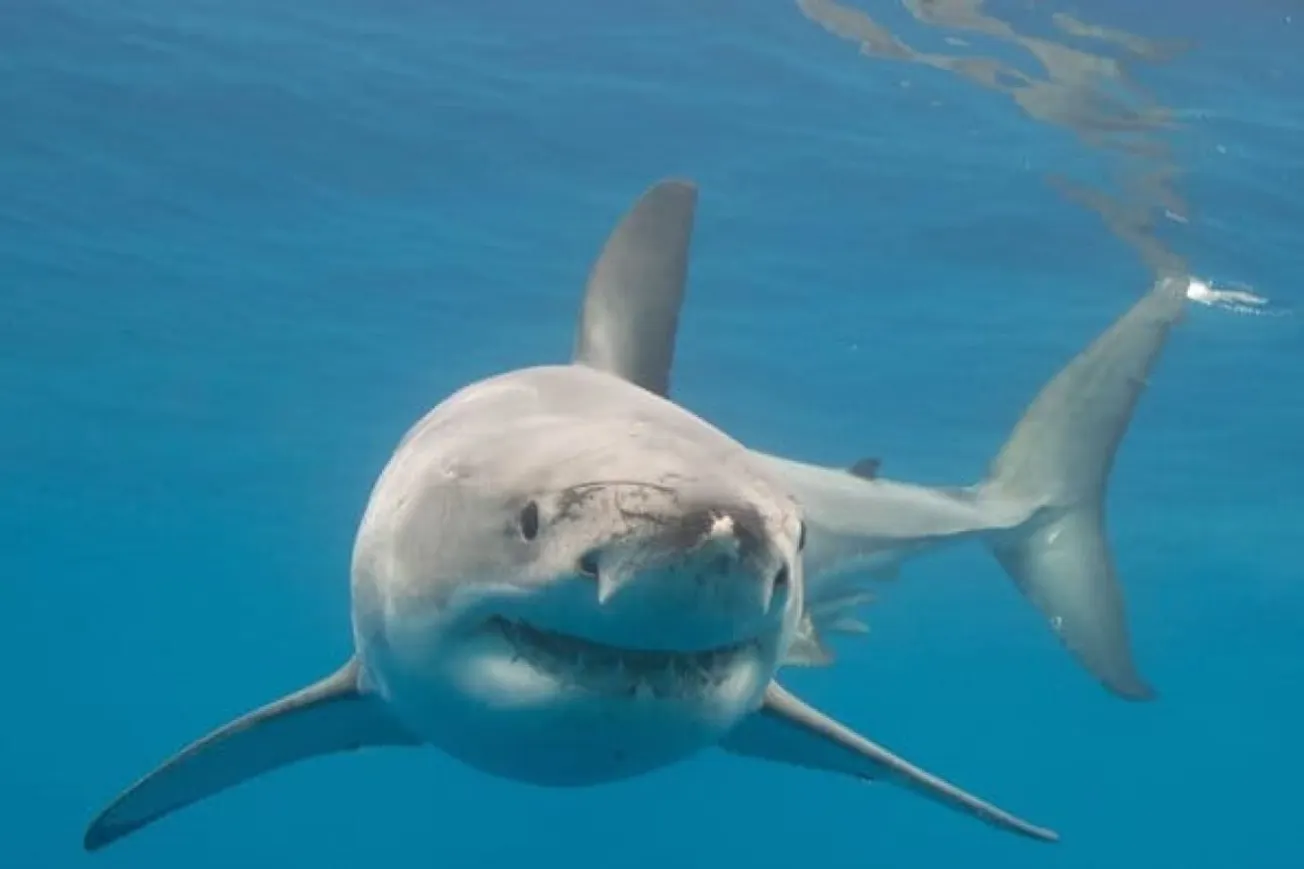 Shark Drags Maine Lifeguard Underwater In Close Encounter