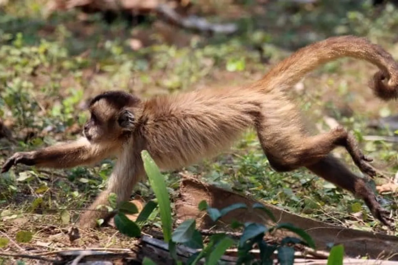 Capuchin Monkeys Hunt Lizards And Snakes When Fruit Becomes Scarce