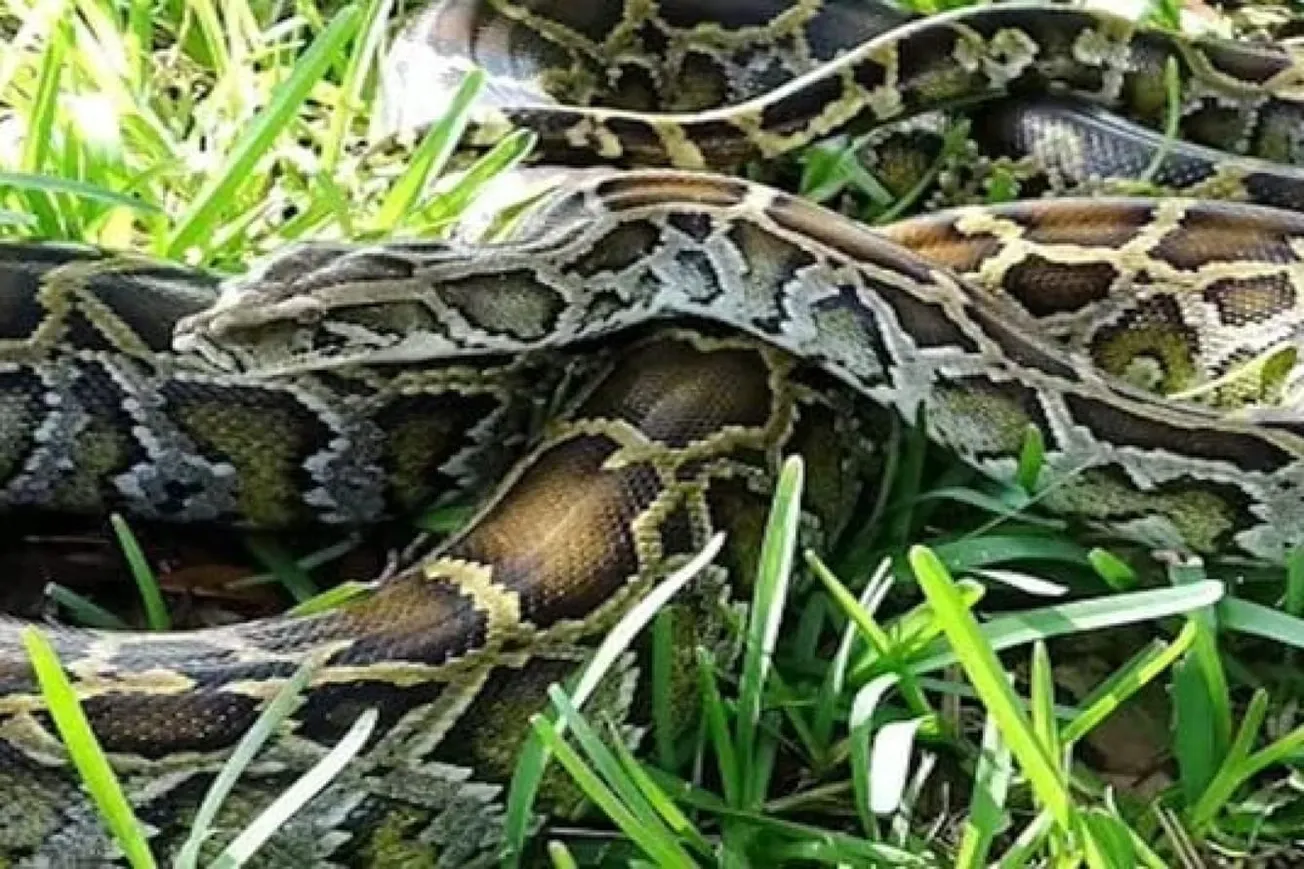Hunter Wins Florida Python Challenge After Capturing 96 Snakes