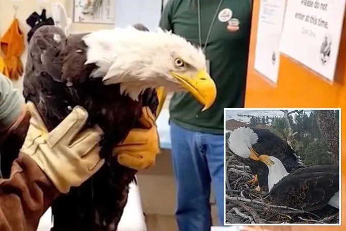 Jackie, Beloved Big Bear Valley Bald Eagle, Dies After Rescue
