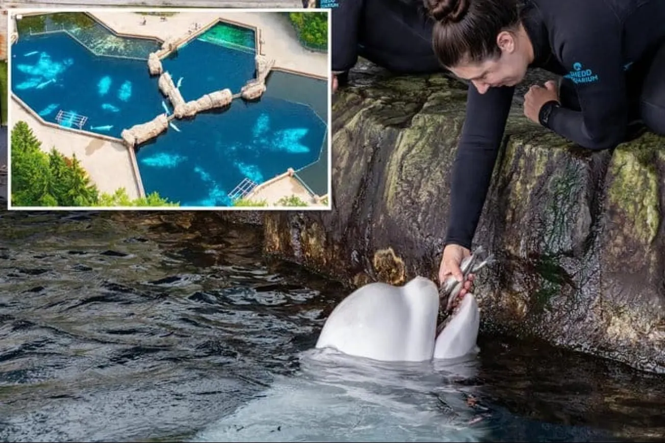 Beluga Whale Peekachu Dies During Rescue Transfer To Chicago