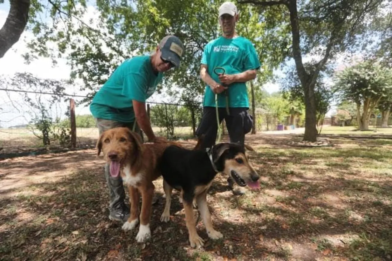 Texas Pet Adoptions Halted As New World Screwworm Concerns Grow