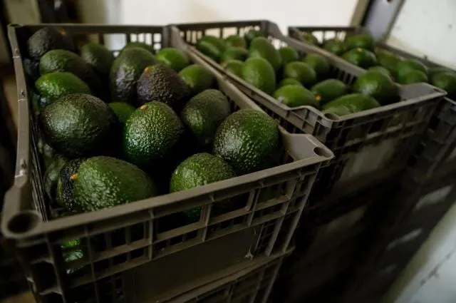 Security Alert Halts US Avocado Inspections In Michoacán