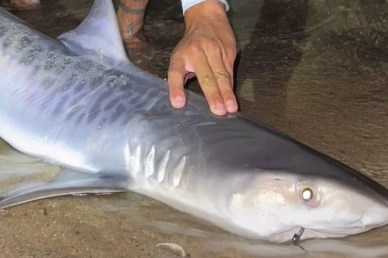 What Does The Tiger Shark Sighting Mean For New England Waters