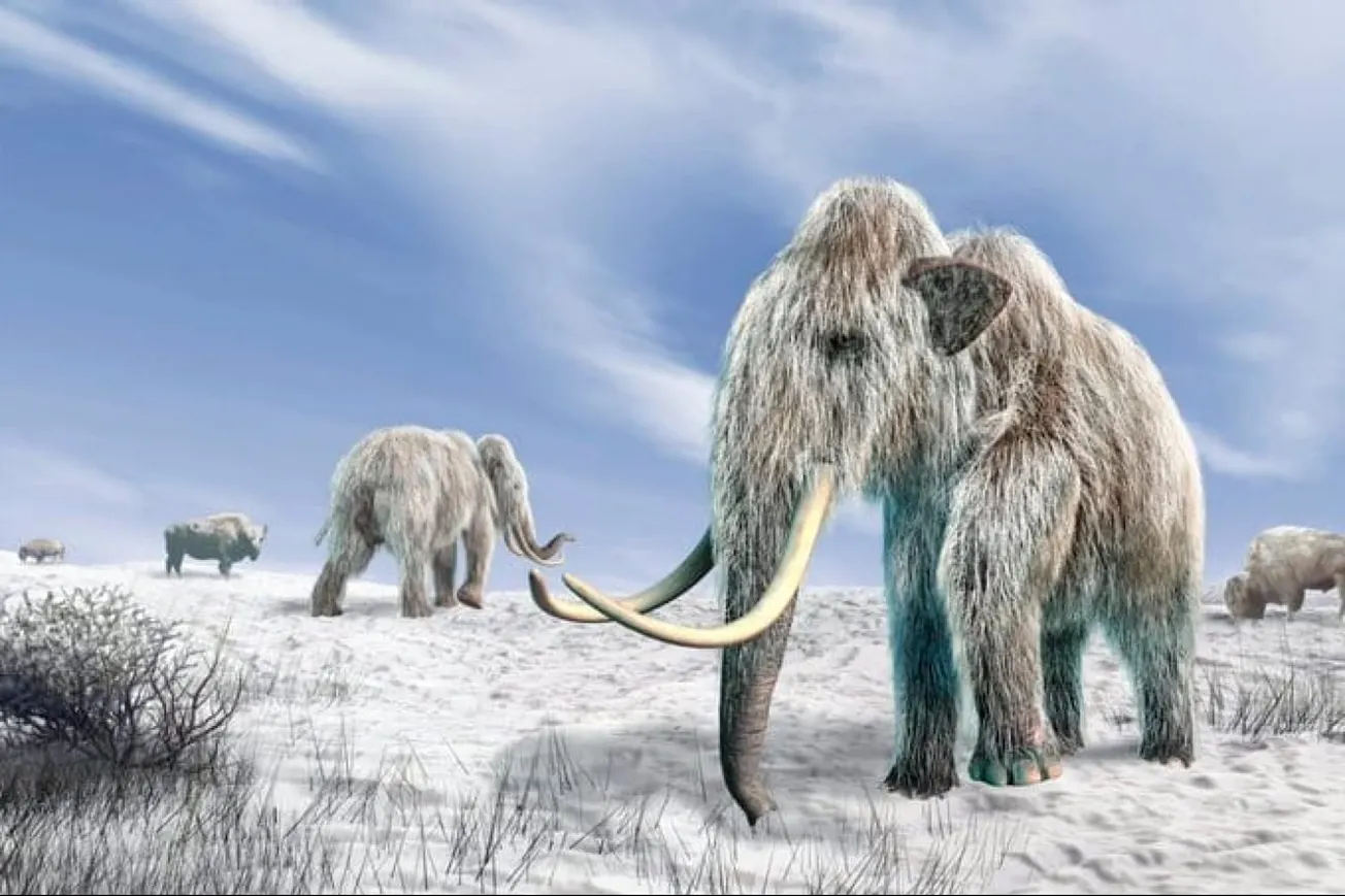 Ancient DNA Reveals Ice Age Hunters Targeted Female Mammoths