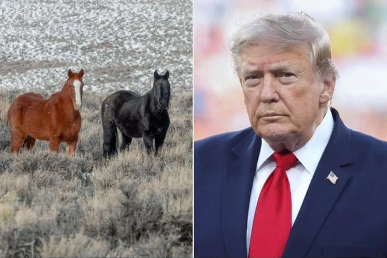 Report Says US Sold 3,700 Wild Mustangs, Some Sent To Slaughter