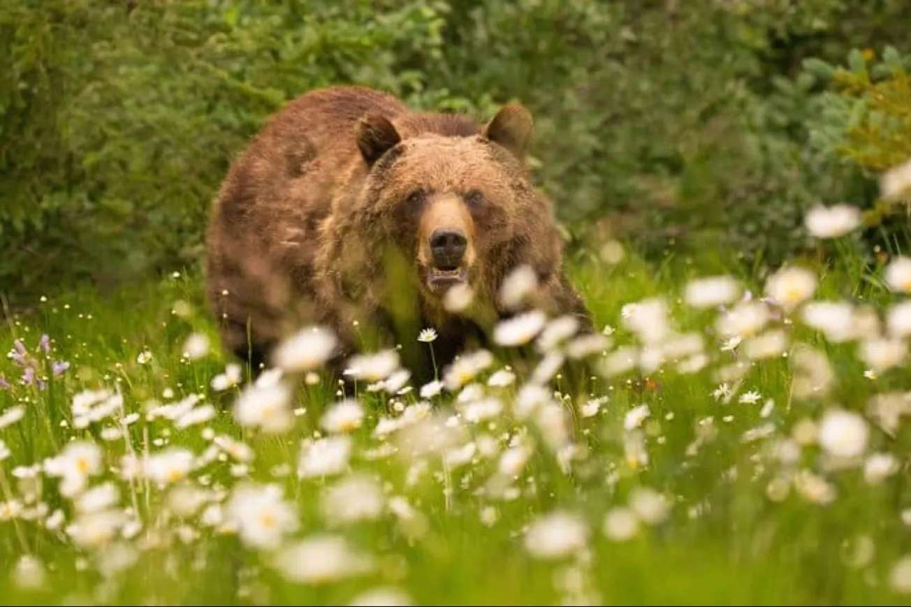 California Committee Kills Grizzly Bear Reintroduction Proposal