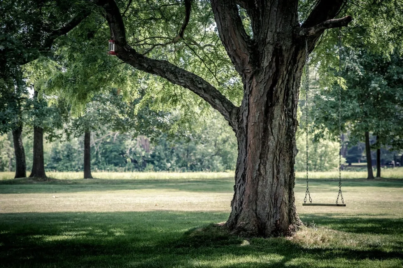 Housing Is Too Expensive. Blame Your Local Tree Ordinance.